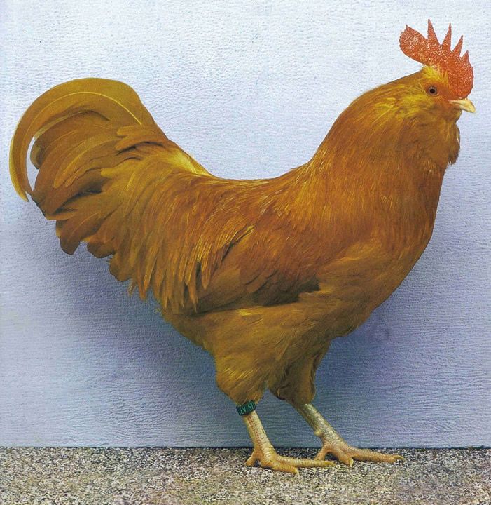 Thüringer Barthühner  